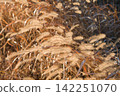 Dried foxtail grass 142251070