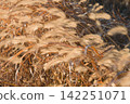 Dried foxtail grass 142251071