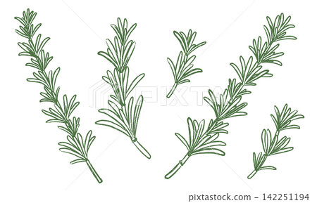 hand drawn illustration of rosemary 142251194