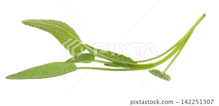 Sage plant isolated on a white background Sage plant isolated on a white background 142251307