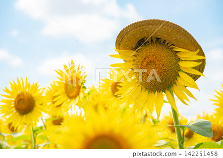 Blue sky and sunflower Blue sky and sunflower 142251458