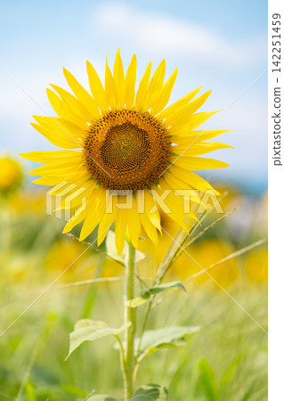 Sunflower in the blue sky Sunflower in the blue sky 142251459