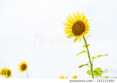 Sunflower in the blue sky Sunflower in the blue sky 142251460