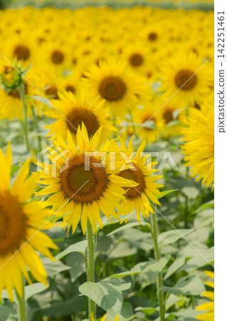 Blue sky and sunflower Blue sky and sunflower 142251461