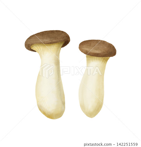 Two king oyster mushrooms painted in watercolor style. Two king oyster mushrooms painted in watercolor style. 142251559