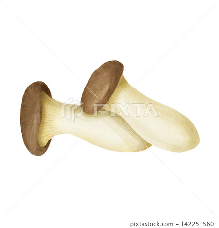 兩朵疊在一起的水彩風格杏鮑菇。 兩朵疊在一起的水彩風格杏鮑菇。 142251560