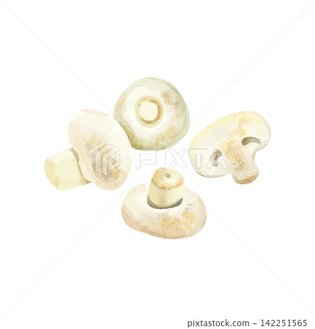 White mushrooms in watercolor style White mushrooms in watercolor style 142251565