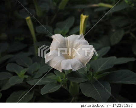 曼陀羅白色花朵的特寫(陰涼處的曼陀羅花朵和花蕾) 曼陀羅白色花朵的特寫(陰涼處的曼陀羅花朵和花蕾) 142251585