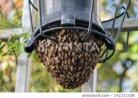 Small beehives hanging under a plant pot. A beehive is an enclosed structure where bees live, raise their young, and store honey. 142251586