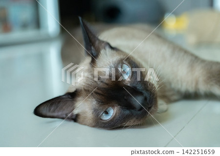 Headshot of a Siamese cat lying on the floor in human house as pet. The Siamese is a cat breed native to Thailand. This cat is a pale cat with a dark facial mask, feet, ears and tail. Headshot of a Siamese cat lying on the floor in human house as pet. The Siamese is a cat breed native to Thailand. This cat is a pale cat with a dark facial mask, feet, ears and tail. 142251659