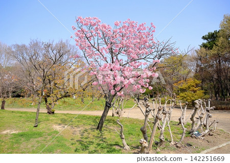 Early-blooming cherry blossoms in the sunlight Early-blooming cherry blossoms in the sunlight 142251669