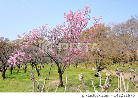 Early-blooming cherry blossoms in the sunlight Early-blooming cherry blossoms in the sunlight 142251670