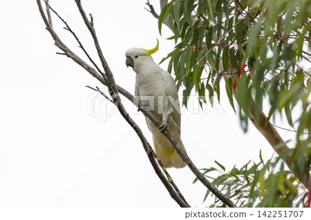 A Sulphur Crested Cockatoo sitting in a tree in the Blue Mountains A Sulphur Crested Cockatoo sitting in a tree in the Blue Mountains 142251707