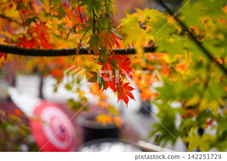 A garden adorned with Japanese umbrellas and autumn leaves A garden adorned with Japanese umbrellas and autumn leaves 142251729