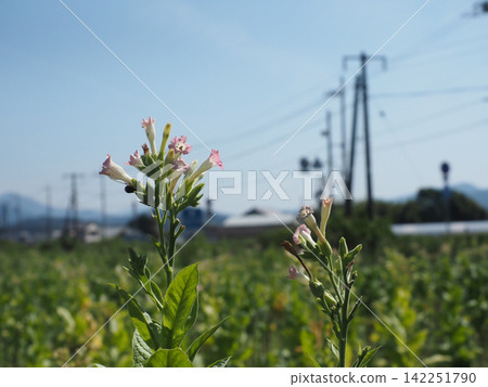 Blue sky and pale pink tobacco flowers (tobacco field near Minami-Jinzan level crossing on the JR Dosan Line) Blue sky and pale pink tobacco flowers (tobacco field near Minami-Jinzan level crossing on the JR Dosan Line) 142251790