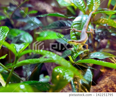 A green lizard on a green leaf A green lizard on a green leaf 142251795