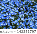 藍色的蓮花花遍地綻放 142251797
