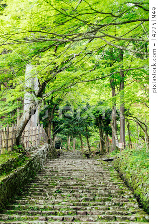 【滋賀縣東近江市】百齋寺:通往寺廟的道路上長滿了青苔,綠樹成蔭。 【滋賀縣東近江市】百齋寺:通往寺廟的道路上長滿了青苔,綠樹成蔭。 142251949