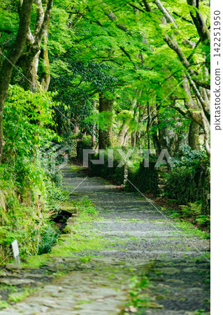 【滋賀縣東近江市】百齋寺:通往寺廟的道路上長滿了青苔,綠樹成蔭。 【滋賀縣東近江市】百齋寺:通往寺廟的道路上長滿了青苔,綠樹成蔭。 142251950