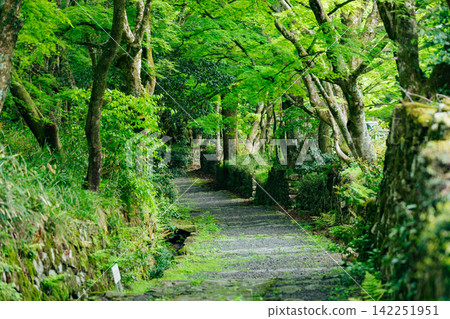 【滋賀縣東近江市】百齋寺:通往寺廟的道路上長滿了青苔,綠樹成蔭。 【滋賀縣東近江市】百齋寺:通往寺廟的道路上長滿了青苔,綠樹成蔭。 142251951
