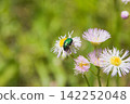 Erigeron annuus and the flat green beetle 142252048