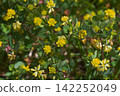 Trifolium dubium, which bears small yellow flowers 142252049