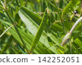 Vicia cracca, a weed belonging to the legume family. 142252051