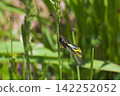 A rare insect: the yellow-winged damselfly 142252052