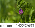 Vicia cracca, a weed belonging to the legume family. 142252053