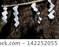 The sacred tree of Kashima Shrine in Shirakawa City, Fukushima Prefecture 142252055