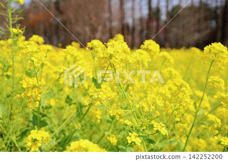 Bright, bright rapeseed flowers in full bloom. Bright, bright rapeseed flowers in full bloom. 142252200