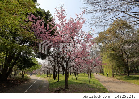 Early-blooming cherry blossoms in the sunlight Early-blooming cherry blossoms in the sunlight 142252213