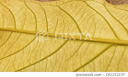 Macro Texture of a Yellow Autumn Leaf and Vein Pattern Macro Texture of a Yellow Autumn Leaf and Vein Pattern 142252237
