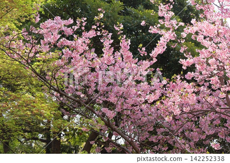 Early-blooming cherry blossoms in the sunlight Early-blooming cherry blossoms in the sunlight 142252338