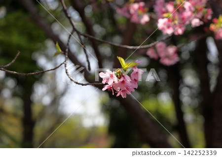 Early-blooming cherry blossoms in the sunlight Early-blooming cherry blossoms in the sunlight 142252339