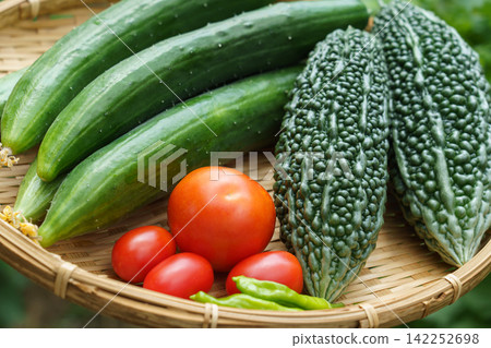 A basket of freshly harvested summer vegetables (August) from a home garden. A basket of freshly harvested summer vegetables (August) from a home garden. 142252698