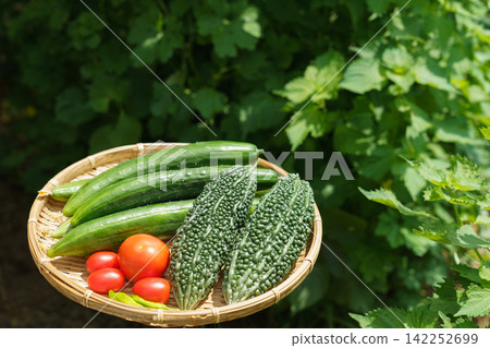 A basket of freshly harvested summer vegetables (August) from a home garden. A basket of freshly harvested summer vegetables (August) from a home garden. 142252699