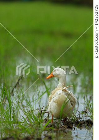 White Duck Flapping Wings in Water Field with Green Background White Duck Flapping Wings in Water Field with Green Background 142252728