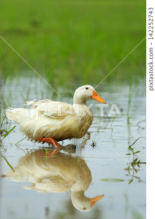 White Duck Flapping Wings in Water Field with Green Background White Duck Flapping Wings in Water Field with Green Background 142252743