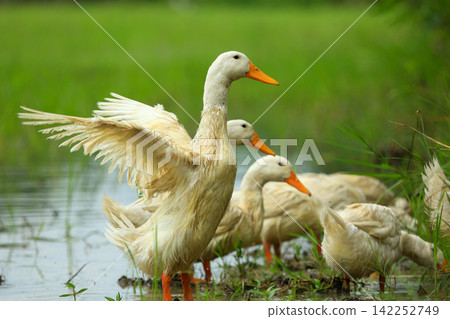 White Duck Flapping Wings in Water Field with Green Background White Duck Flapping Wings in Water Field with Green Background 142252749