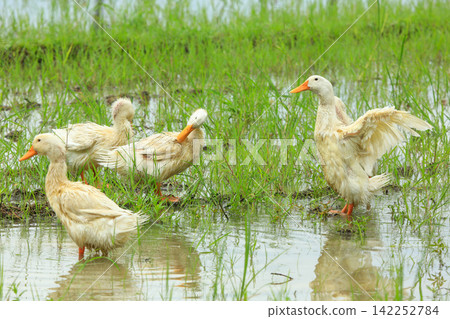 White Duck Flapping Wings in Water Field with Green Background White Duck Flapping Wings in Water Field with Green Background 142252784