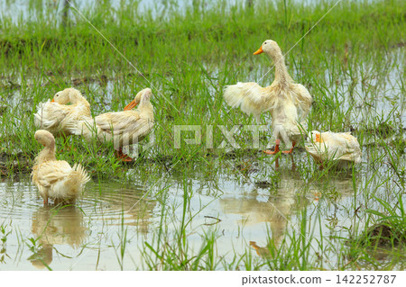 White Duck Flapping Wings in Water Field with Green Background White Duck Flapping Wings in Water Field with Green Background 142252787