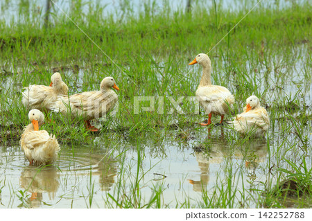 White Duck Flapping Wings in Water Field with Green Background White Duck Flapping Wings in Water Field with Green Background 142252788