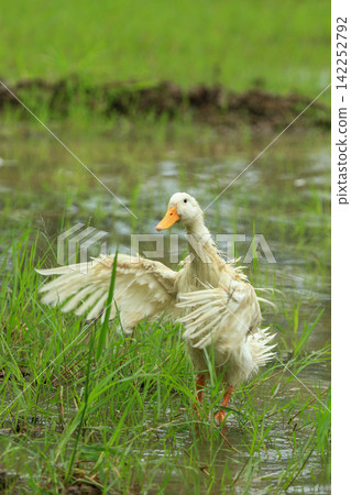 White Duck Flapping Wings in Water Field with Green Background 142252792