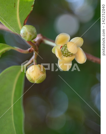 初秋鼠尾草雌花 初秋鼠尾草雌花 142252840