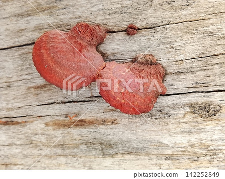 Red Bracket Fungus Growing on Old Wooden Surface Red Bracket Fungus Growing on Old Wooden Surface 142252849
