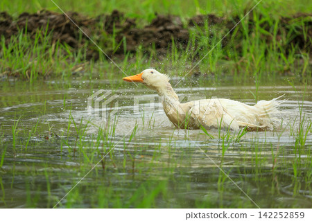 White Duck Flapping Wings in Water Field with Green Background White Duck Flapping Wings in Water Field with Green Background 142252859
