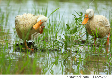 White Duck Flapping Wings in Water Field with Green Background White Duck Flapping Wings in Water Field with Green Background 142252868