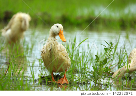 White Duck Flapping Wings in Water Field with Green Background White Duck Flapping Wings in Water Field with Green Background 142252871