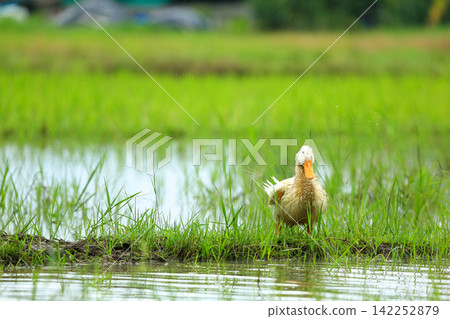 White Duck Flapping Wings in Water Field with Green Background White Duck Flapping Wings in Water Field with Green Background 142252879